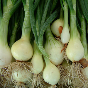 Spring Onion