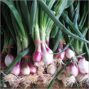 Spring Onion