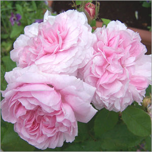 Pink Cabbage Rose