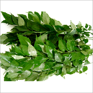 Fresh Indian Curry Leaves