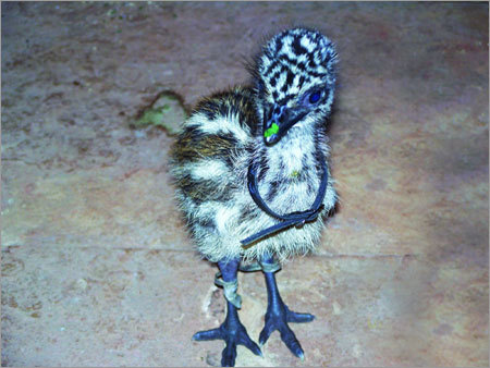 Emu Chicks