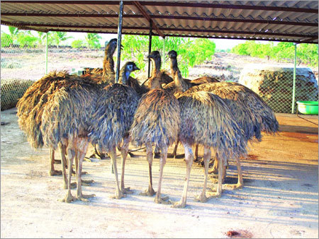 Emu Eating - Mature Emu Meat, 50-70 kg, Frozen | Vacuum Sealed, Sustainable, Delicious, Healthy