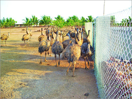 Emu Farm of 400 birds Coverin 35 ac