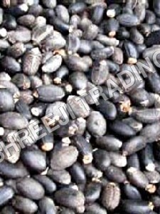 Jatropha Seed Shelf Life: 1 Years