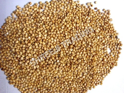 Sorghum Seed