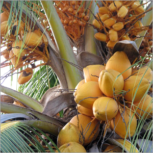 Coconuts