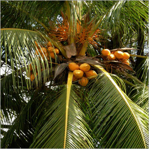 Coconuts