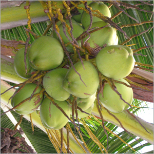 Coconuts