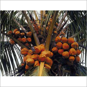 Bunch of Coconuts