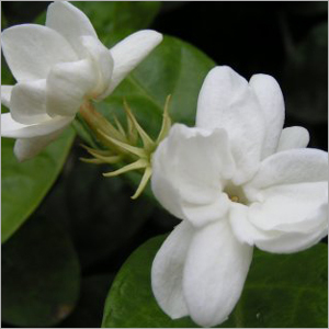 Jasmine