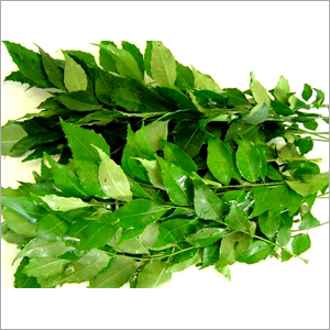 Curry Leaves