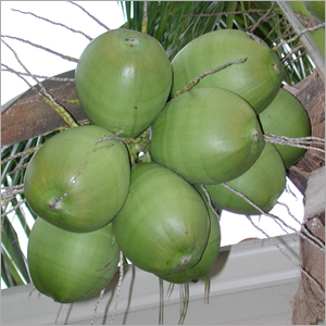 Green Coconuts