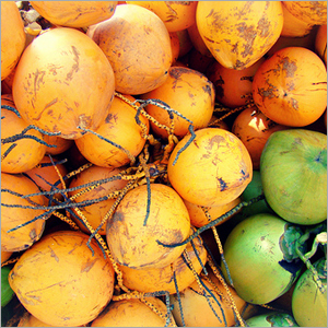 Fresh Green Coconuts