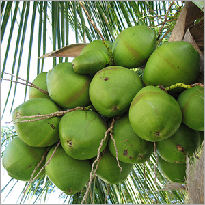 Fresh Tender Coconuts