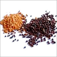 Mustard Seeds