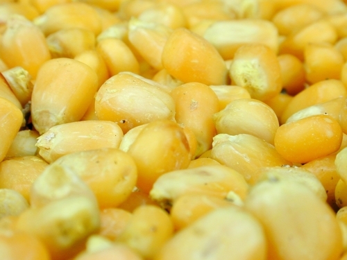 Maize / Corn yellow