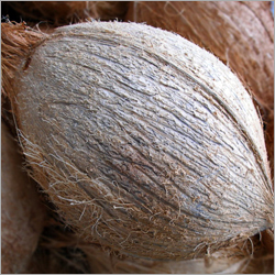 Coconut