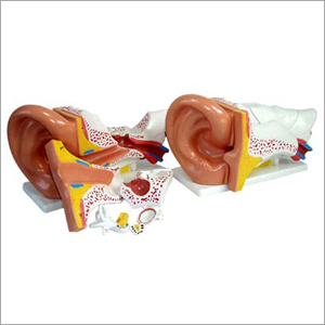 Giant Ear Model
