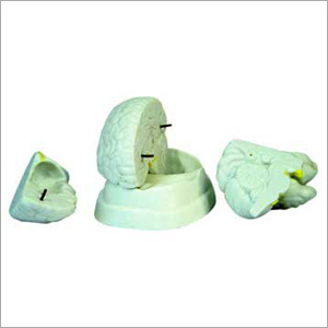 Human Brain Models