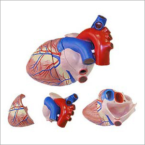 Jumbo Heart Model
