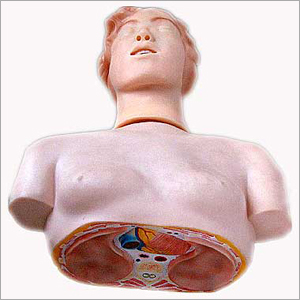 Basic Cpr Manikin (Half Body)