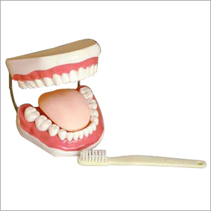 The Health Care Of Mouth Cavity