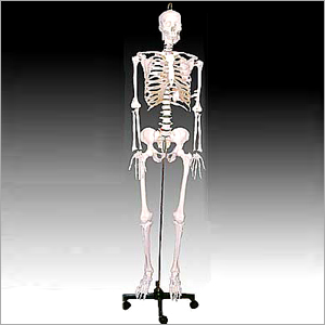 Life Size Skeleton Model