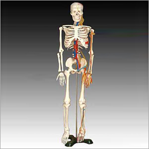 Medium Skeleton With Nerves & Blood Vessels 85cm