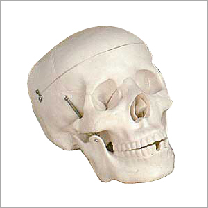 Life Size Skull