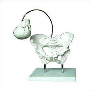 Birth Demonstration Model