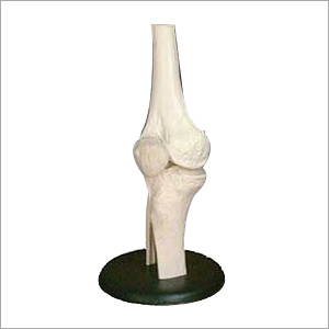 Life Size Knee Joint