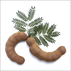 Tamarind