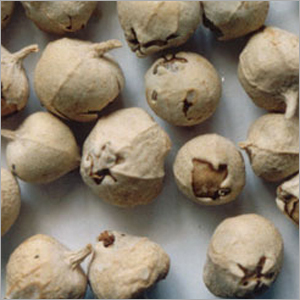 Paneer dodi - Withania Coagulans