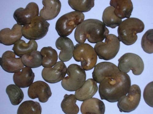 Raw Cashew