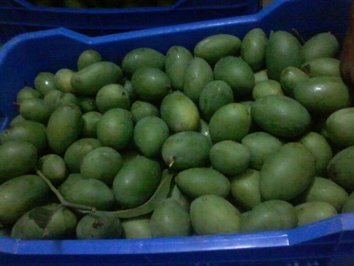 Mango Ripening Chambers By Natural Storage Solutions Pvt. Ltd.