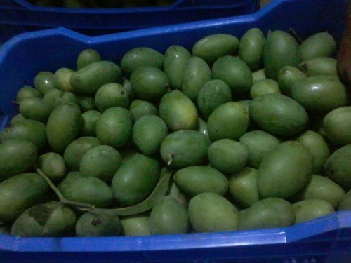 Mango Ripening Chambers Size: Different Sizes Available