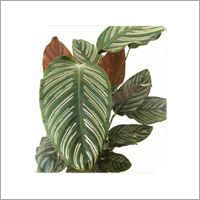 Calathea Ornata Plant