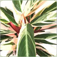 Calathea Triostar