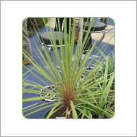 Cordyline Australis Autumn