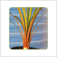 Cordyline Australis Red Edge