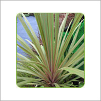 Cordyline Australis Sunset