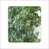 Ficus Golden King