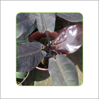 Phildendron Black Cordinal