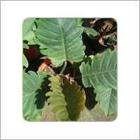 Phildendron Red Empress