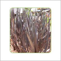 Phormium Bronze