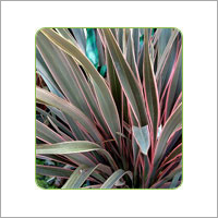 Phormium Pink Stripe Plant