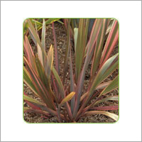 Phormium Rainbow Queen