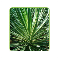 Yucca Bright Edge