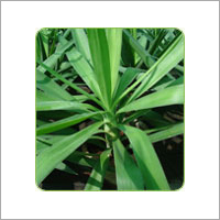Yucca Elephantipes Green