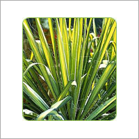 Yucca Golden Sword
